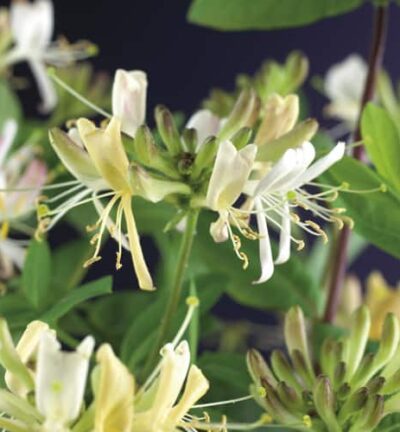 Lonicera periclymenum ´Belgica´  -  Boskamperfoelie