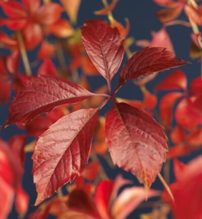 Parthenocissus quinquefolia Engelmannii  -  Wingerd