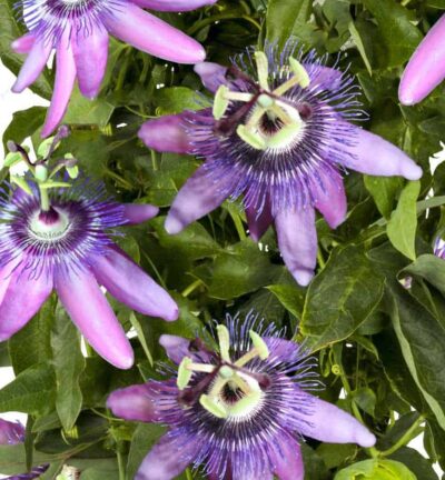 Passiflora caerulea ´Betty Miles Young´ - Passiebloem