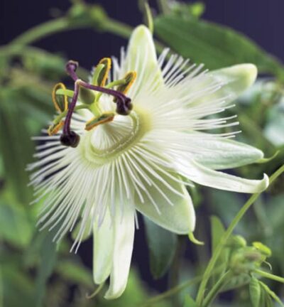 Passiflora caerulea ´Constance Elliot´  -  Passiebloem