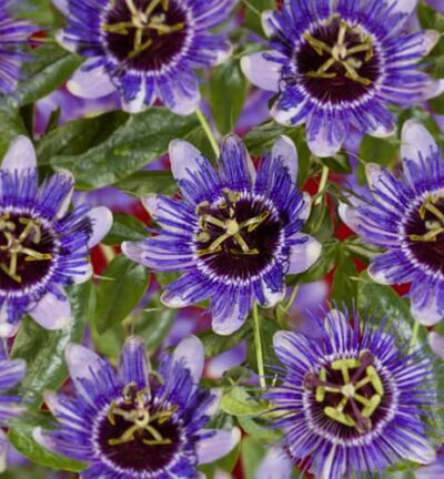 Passiflora caerulea ´Purple Haze´  -  Passiebloem