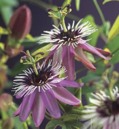 Passiflora caerulea ´Victoria´ - Passiebloem