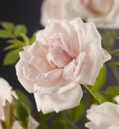 Rosa ´New Dawn´ - Klimroos