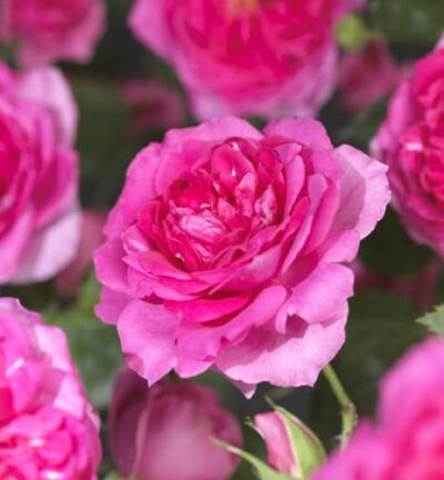 Rosa ´Pink Climber´ - Klimroos