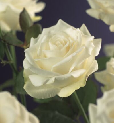 Rosa ´White Climber´ - Klimroos