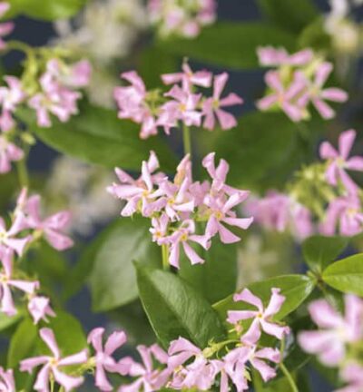 Trachelospermum jasminoides 'Pink Air' - Toscaanse Jasmijn
