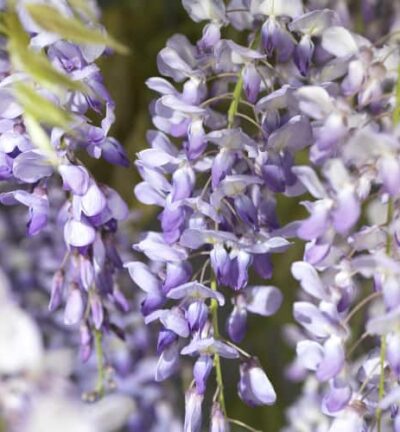 Wisteria sinensis - Blauwe Regen