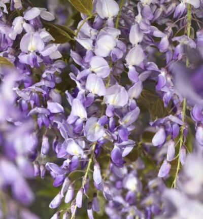 Wisteria sinensis 'Prolific' - Blauwe Regen