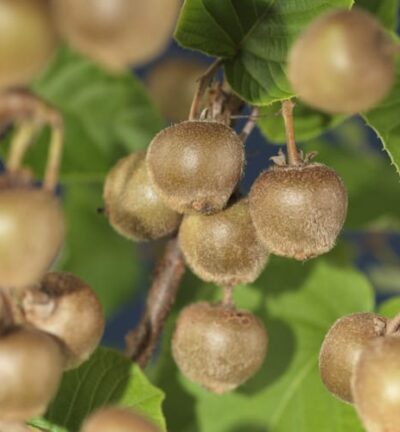 Actinidia deliciosa 'Hayward' - Kiwiplant