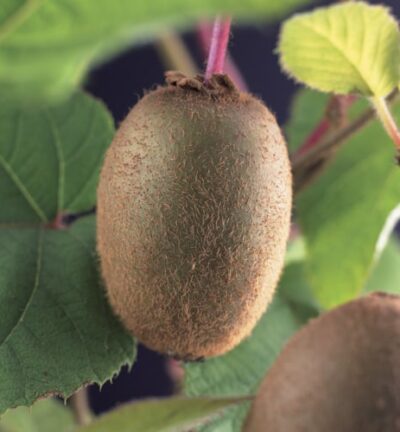 Actinidia deliciosa 'Jenny' - Kiwiplant