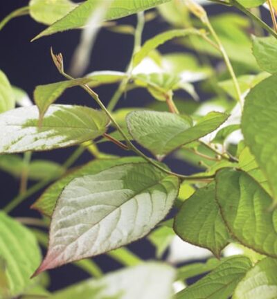 Actinidia kolomikta - Sierkiwi