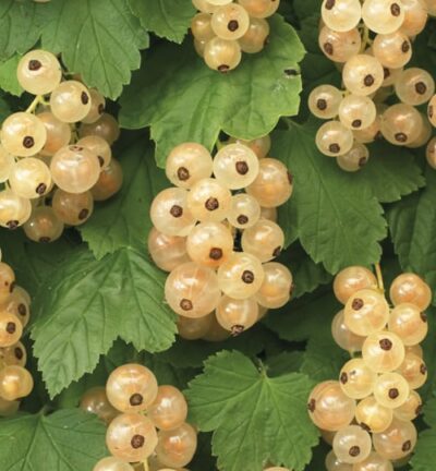 Ribes Rubrum 'White Pearl' - Aalbes