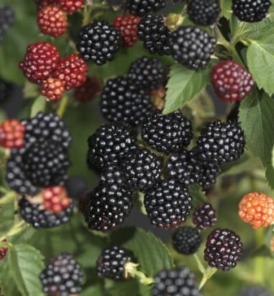 Rubus fruticosus 'Black Satin' - Doornloze Braam