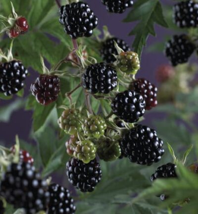 Rubus 'Thornless Evergreen' - Doornloze Braam