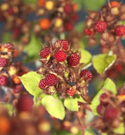 Rubus phoenicolasius - Japanse wijnbes