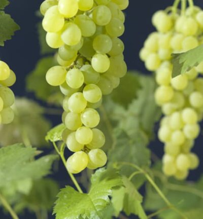 Vitis vinifera 'Himrod' - Pitloze druif