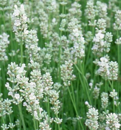 Lavandula angustifolia 'Arctic Snow'  -  Lavendel