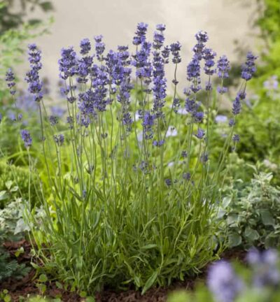 Lavandula angustifolia Dwarf Blue -  Lavendel