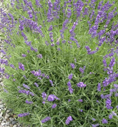 Lavandula angustifolia Hidcote -  Lavendel