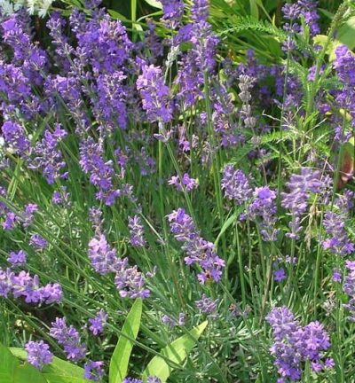 Lavandula angustifolia - Lavendel