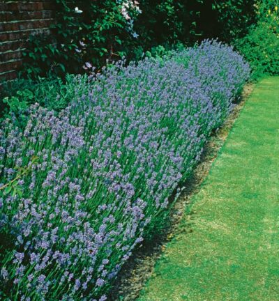 Lavandula angustifolia Munstead -  Lavendel