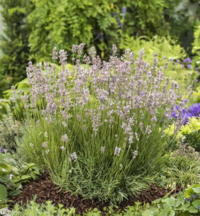 Lavandula angustifolia 'Rosea' - Lavendel