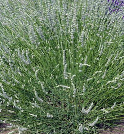 Lavandula intermedia 'Alba' - Lavendel
