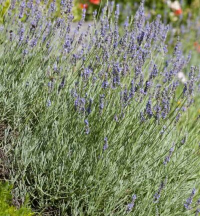 Lavandula intermedia 'Dutch' - Lavendel