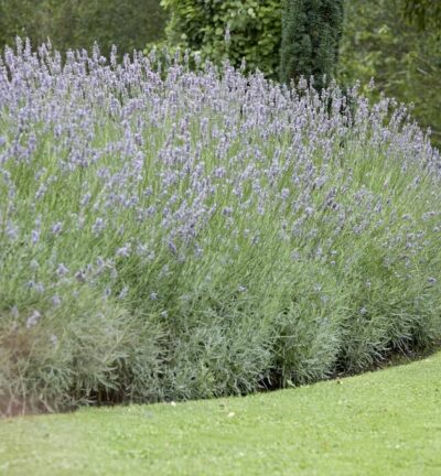 Lavandula intermedia 'Grosso'  -  Lavendel