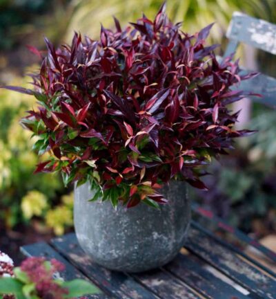 Leucothoe axillaris Red Lips® - Druifheide