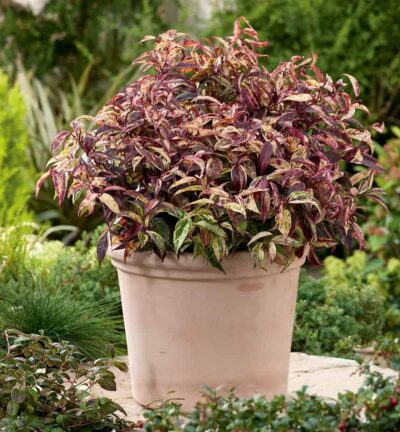 Leucothoe fontanesiana 'Makijaz' - Druifheide