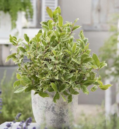 Leucothoe walteri 'Firestar' -  Druifheide