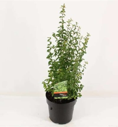 Ligustrum 'Undulatum' - Liguster