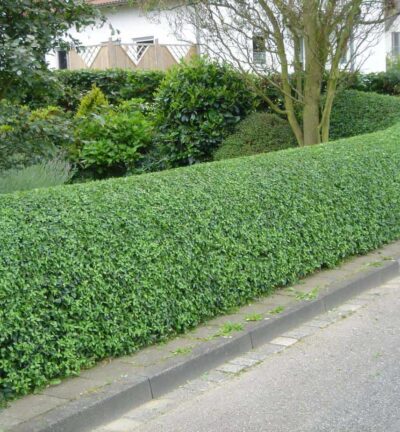 Ligustrum 'ovalifolium' - Haagliguster