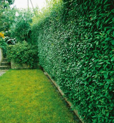 Ligustrum vulgare 'Atrovirens' -  Haagliguster