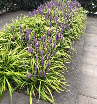 Liriope muscari 'Big Blue' - Leliegras