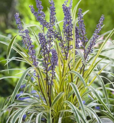 Liriope muscari 'Gold Banded' - Bont Leliegras