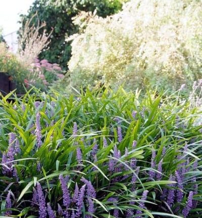 Liriope muscari 'Ingwersen' - Leliegras