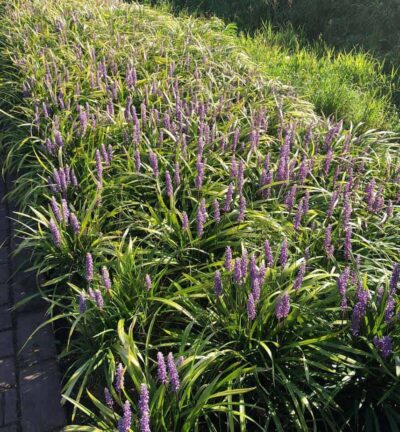 Liriope muscari 'Moneymaker' - Leliegras