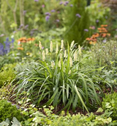 Liriope muscari 'Monroe White' - Leliegras