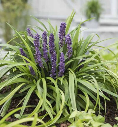Liriope muscari 'Royal Purple' - Leliegras