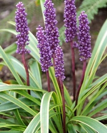Liriope muscari 'Variegata' - Bont Leliegras