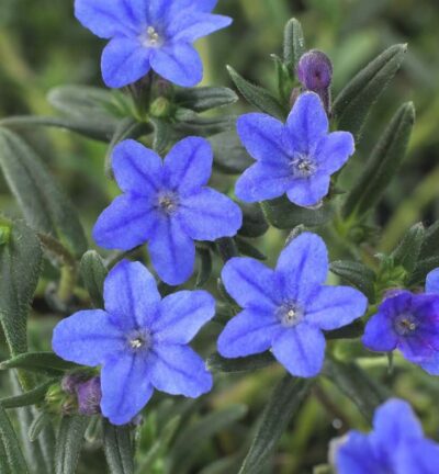 Lithodora diffusa 'Grace Ward' (Glandora) - Parelkruid