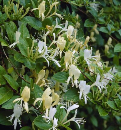 Lonicera japonica ´Halliana´ -  Japanse Kamperfoelie