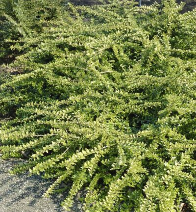 Lonicera nitida 'Maigrun' - Struikkamperfoelie