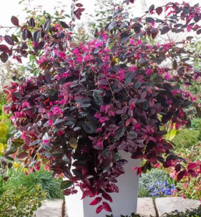 Loropetalum chinense 'Fire Dance' - Heksenstruik