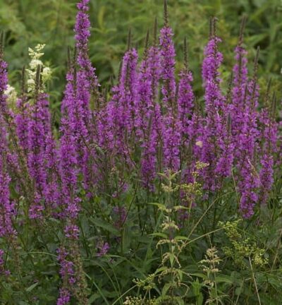 Lythrum salicaria - Grote Kattenstaart