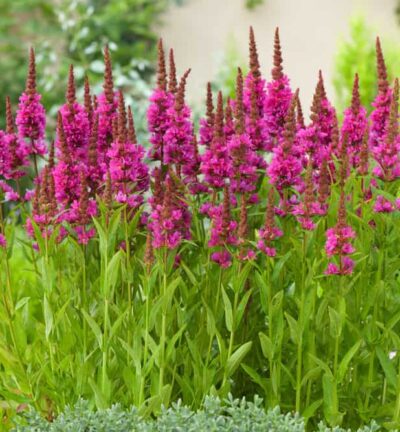 Lythrum salicaria ´Robert´ - Grote Kattenstaart
