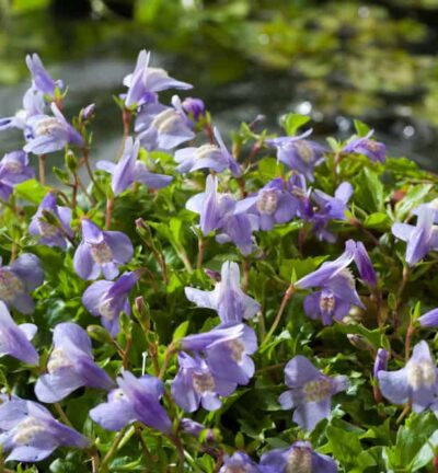 Mazus reptans  -  Mazus