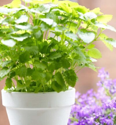 Melissa officinalis - Citroenmelisse